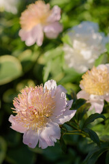 Blooming light pink peony flower with green leaves and stems in warm sunlight