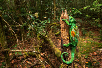 Parson’s Chameleon - Calumma parsonii, rain forest Madagascar east coast. Colourful endemic lizard.