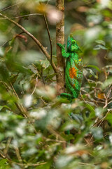 Parson’s Chameleon - Calumma parsonii, rain forest Madagascar east coast. Colourful endemic lizard.