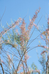 Blooming pink tamarix in the warm sunlight with blue sky in background
