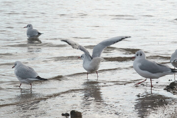 兵庫県西宮市の香櫨園浜にゆりかもめややって来て日本でのひと時を過ごす。