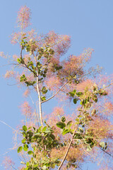 smoketree, Eurasian smoketree, smoke tree, smoke bush, Venetian sumach, or dyer's sumach, flowering plant in the family Anacardiaceae, flower background