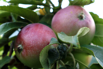 Apples. Ripe red fruits on the tree. Vitamins. Close-up.