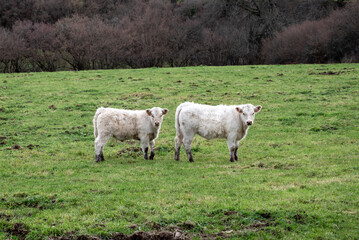 White cows in a meadow. Charolaise cow. Cows for meat. Francaise.Charolaise cows stood in a field. little Charolais cow. Little calf.