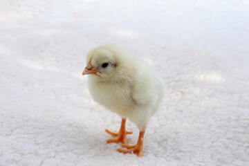 Chick. A small yellow chick sits in a wooden box on a blurred background. Close-up. Selective focus.