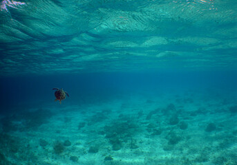 Fototapeta na wymiar a green turtle in the crystal clear waters of the caribbean sea