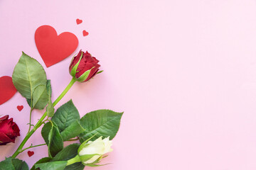 Rose vor pinkem Hintergrund