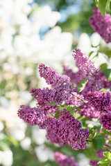 Blooming pink lilac bush branches with green leaves in the sun with bokeh background