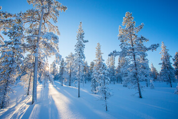 Winter landscape in Pallas Yllastunturi National Park, Lapland, Finland