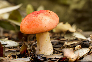 This mushroom is often confused with the mushroom comes times 