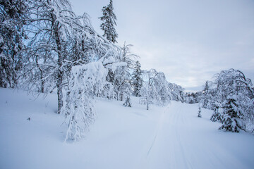 Obraz premium Winter landscape in Pallas Yllastunturi National Park, Lapland, Finland