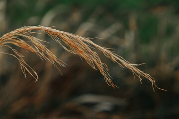 Close-up of a spikelet of wheat on a background of grass.