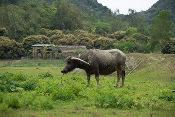 Büffel in Asien mit Hörnern auf grüner Wiese.