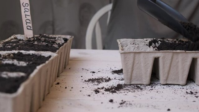 Filling peat pots with soil for planting seeds. Growing plants at home