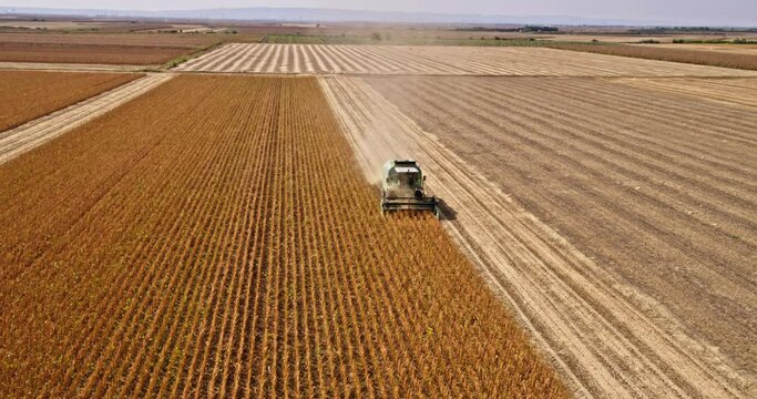Sustainable farming practices on display, combine harvester harvests soybeans from aerial view