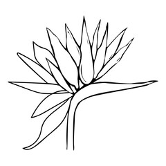 Tropical flower Strelitzia Reginae. Crane flower. Exotic plant Bird of paradise hand drawn line vector illustration