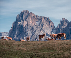 Pferde auf der Seiser Alm mit Bergmassiv auf einer Wiese.