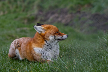 Red Fox in the wild