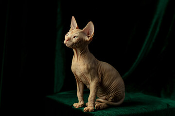 Portrait of a naked sphynx cat on a green background in the studio