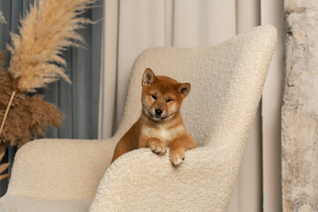 Cute Shiba Inu puppy lying on a beige soft couch