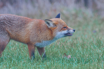 A wild fox opens its mouth to show its teeth