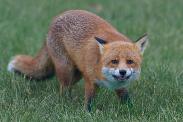 A wild fox looks directly at the camera and smiles