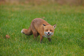 A wild fox looks at the camera with its tongue sticking out