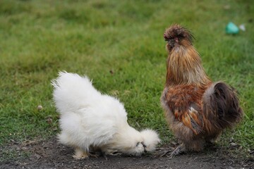 Silkie chicken in backyard, The Silkie is a breed of chicken named for its atypically fluffy plumage, which is said to feel like silk and satin.