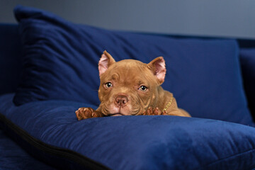 American Bulli puppy lying on the blue couch