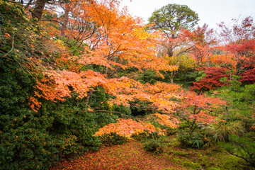 autumn season in japan