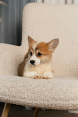 Corgi Pembroke puppy lying on a beige chair