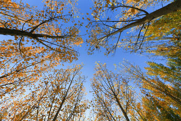 Trees with yellow leaves in autumn