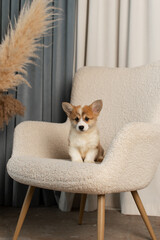 Corgi Pembroke puppy sitting on a beige chair