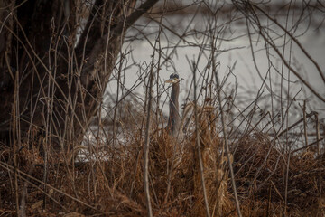 Great Blue Heron hidden in the marsh grass