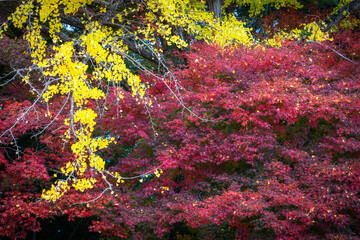 autumn season in japan