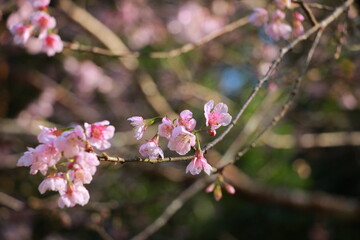sweet pink sakura background