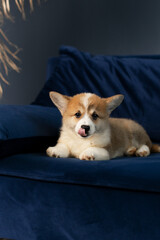 Corgi Pembroke puppy lying on the blue couch