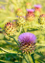 FLOR DE CARDO (Cynara Cardunculus)