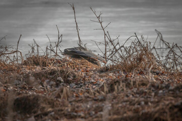 Great Blue Heron catches a rodent in the marsh grass