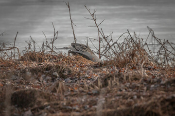 Great Blue Heron catches a rodent in the marsh grass