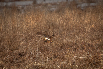 Female Northern Harrier flies over the meadow looking for prey