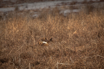 Female Northern Harrier flies over the meadow looking for prey