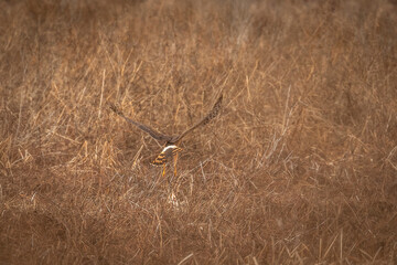 Female Northern Harrier lands in the grass of the meadow