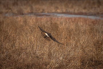Female Northern Harrier flies over the meadow looking for prey