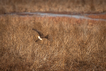 Female Northern Harrier flies over the meadow looking for prey