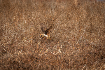 Female Northern Harrier lands in the grass of the meadow
