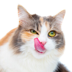 Funny beautiful fluffy cat licks isolated on the white background