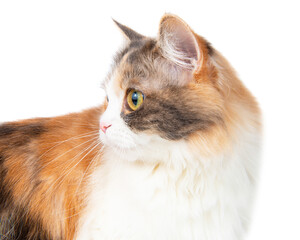 Funny beautiful fluffy cat licks isolated on the white background