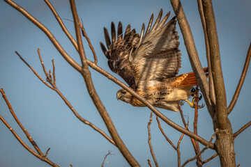 Red-tailed Hawk takes off from a tree branch