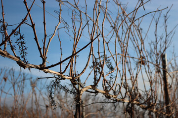Pinot Vineyard  on winter season with dried stalks against blue sky